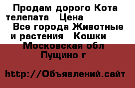  Продам дорого Кота-телепата › Цена ­ 4 500 000 - Все города Животные и растения » Кошки   . Московская обл.,Пущино г.